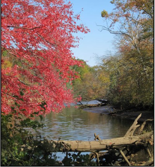 Fall foliage by the creek
